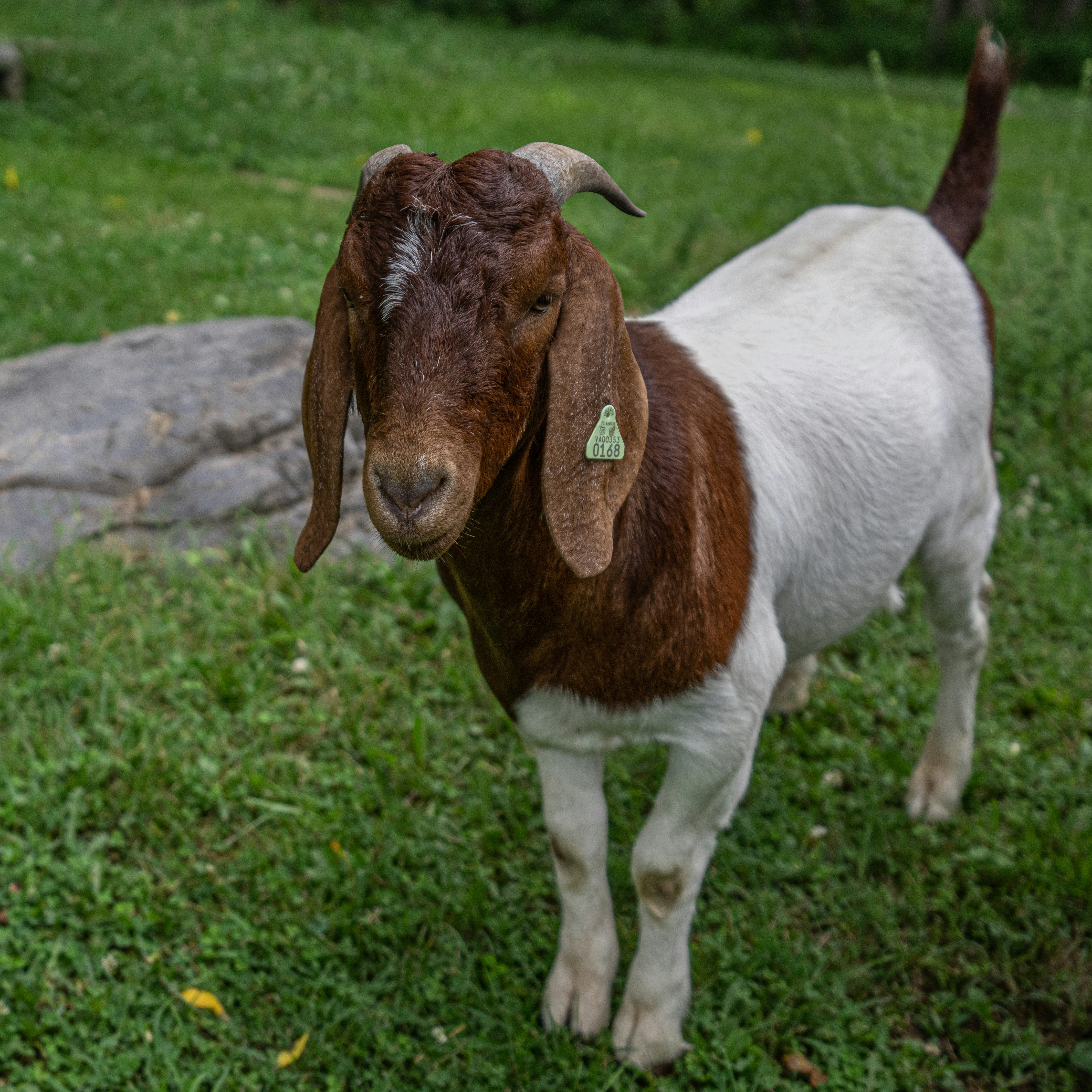 Seedstock Goats